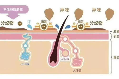 告別夏日尷尬，從‘腋下’開始！